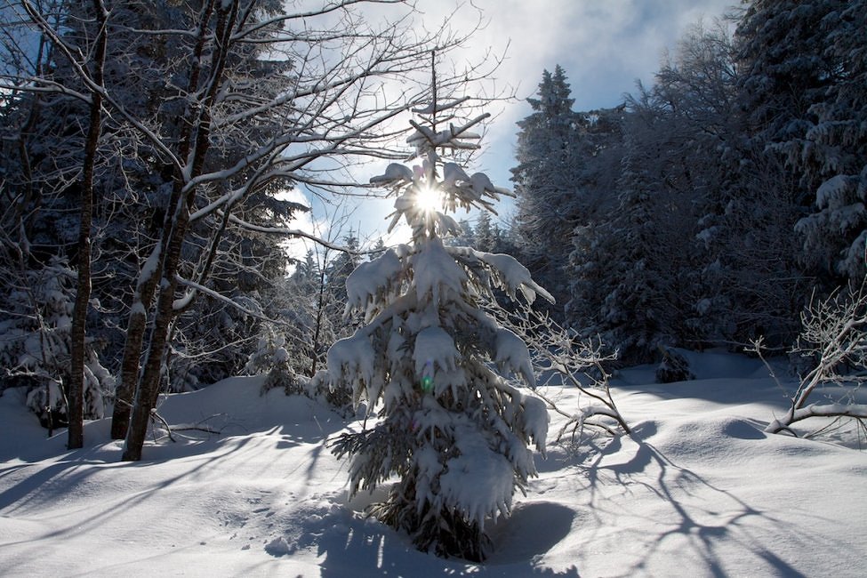 Contre-jour - Mon beau sapin, © Besson Mathieu