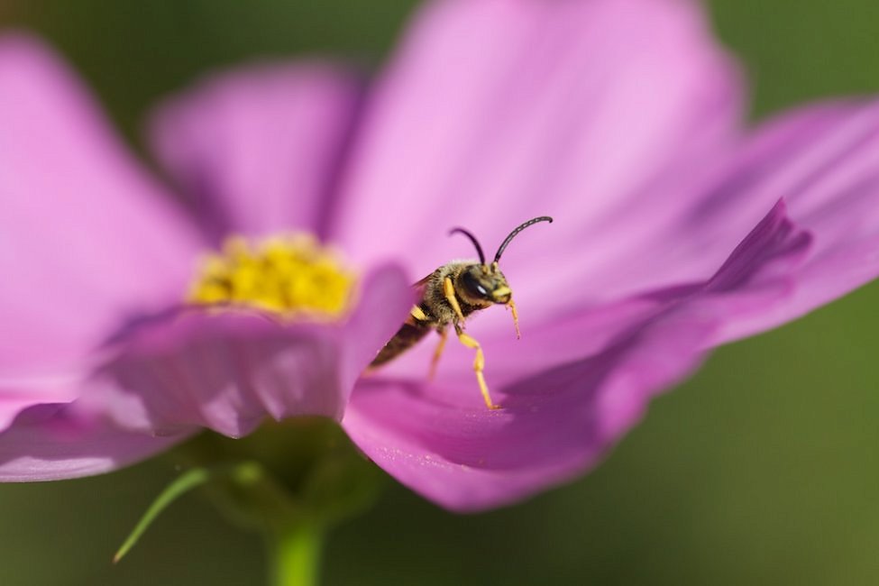Alien attaque : l'abeille, © Mathieu Besson