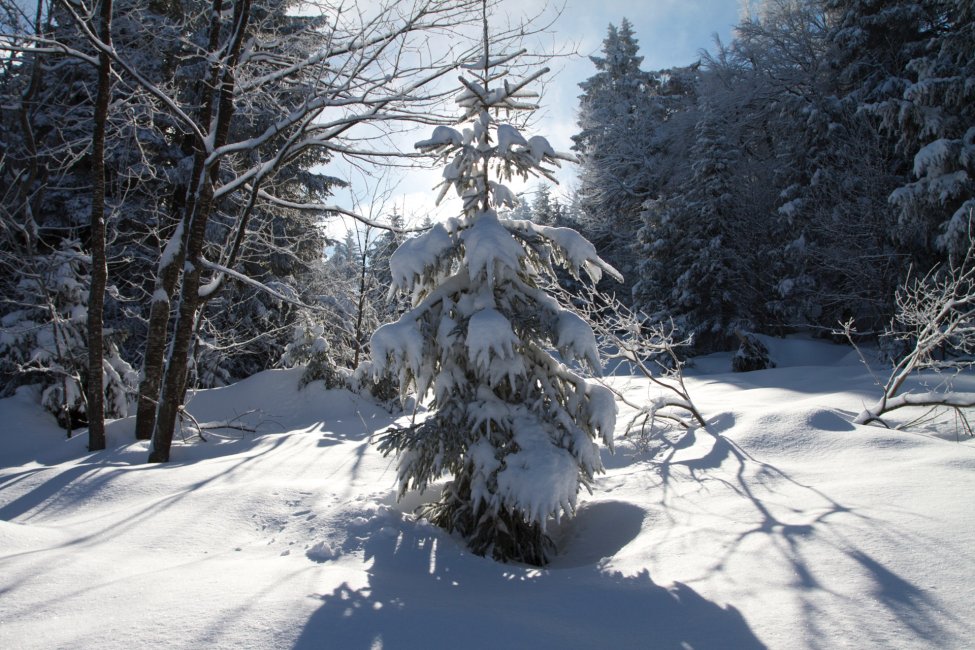 Contre-jour - Mon beau sapin, © Besson Mathieu